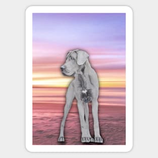 Great Dane In Sunset Sticker